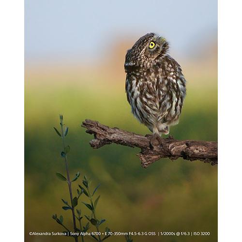 a6700 Mirrorless Camera with 16-50mm F3.5-5.6 Power Zoom Lens Product Image (Secondary Image 7)