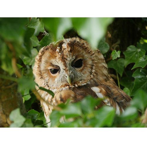 Jessops Birds of Prey Experience